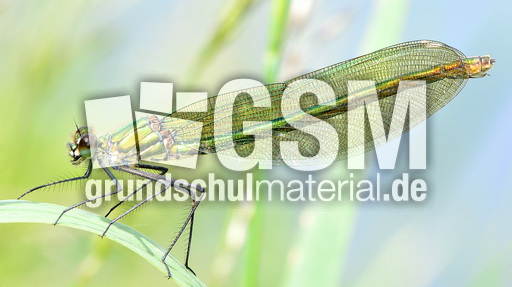 Gebänderte Prachtlibelle - Weibchen (10).jpg